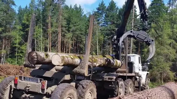 Как я получал бесплатный лес на строительство дома.