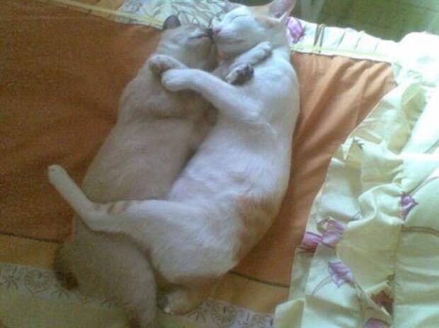 Кошачьи обнимашки