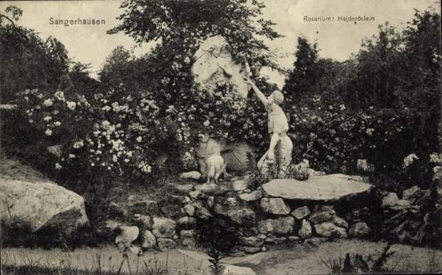 rosarium_europa_006_1914.jpg