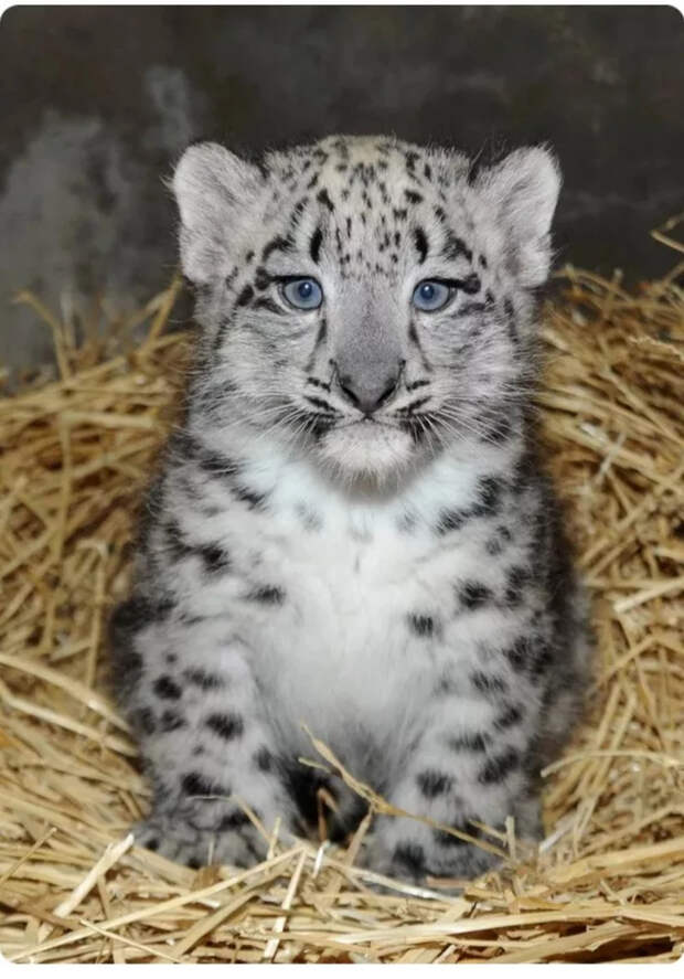 Маленькие большие кошки Большие кошки, Милота, Детеныш, Хищник, Животные, Дикие животные, Лев, Леопард, Гепард, Тигр, Пантера, Пума, Снежный барс, Ягуар, Манул, Каракал, Рысь, Фотография, Длиннопост