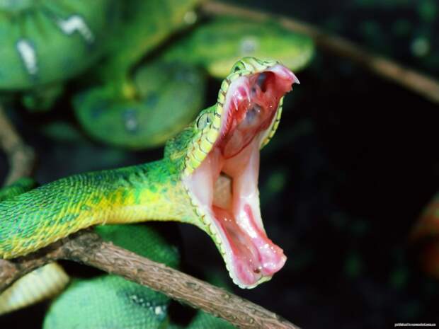 Reptiles
