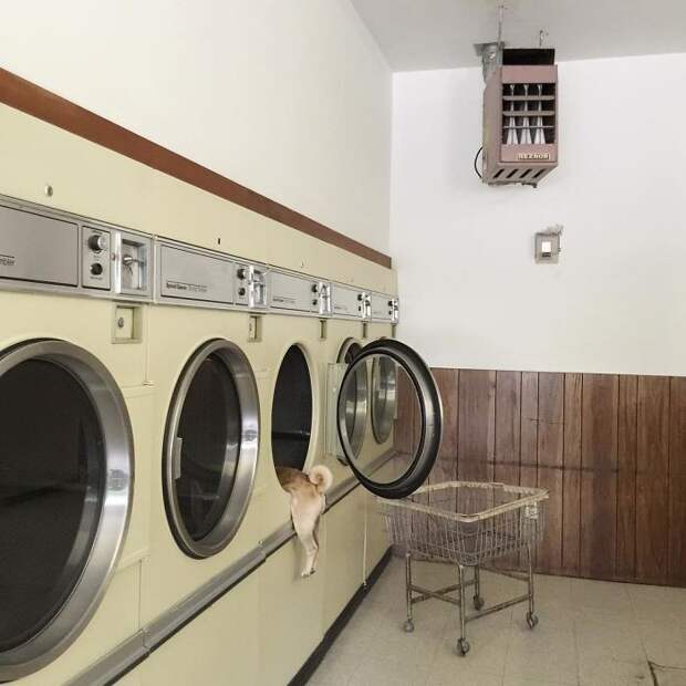 Ну без меня прям никуда, мне всегда и везде надо всунуть свой курносый нос.