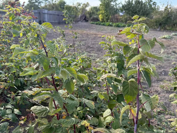 Малина будет слаще муската: весенний секрет — по 2 литра под куст в марте