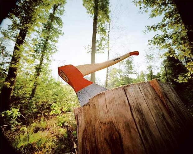 В Новоивановском вырубили 300-летние дубы - Одинцово - Одинцово, Одинцовский район