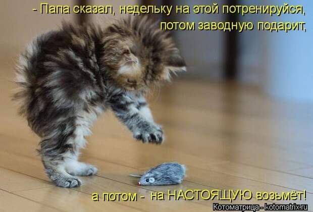 Лучшие котоматрицы недели