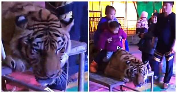 Сотрудники китайского цирка связали амурского тигра, чтобы зрители могли фотографироваться с ним видео, китай, тигр, цирк