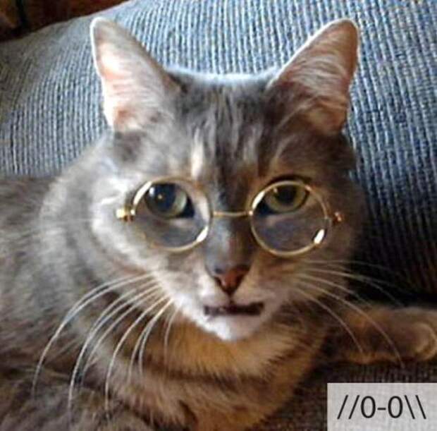 Котоэмоции