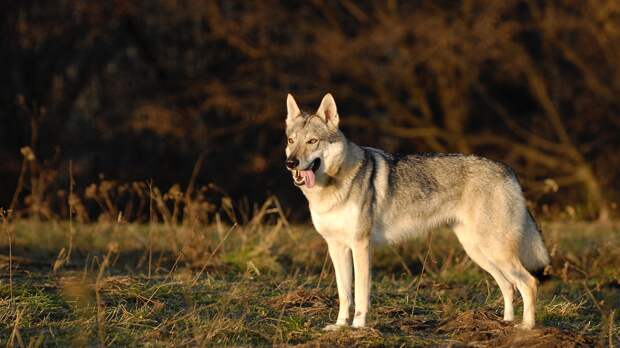 Yellowstone gray wolf