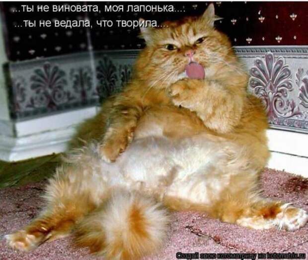 Котоматрицы(картинки с надписями)