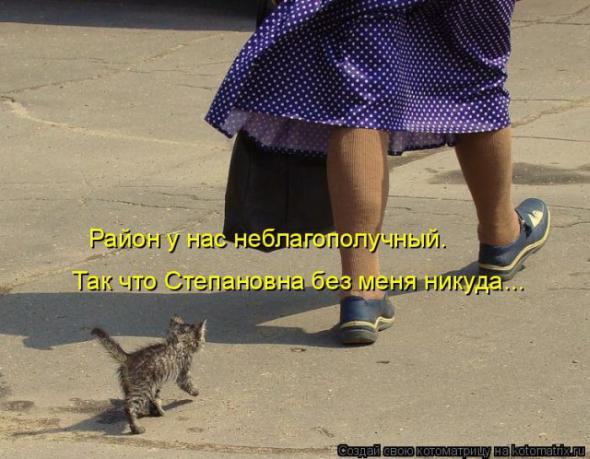 Котоматрицы(картинки с надписями)