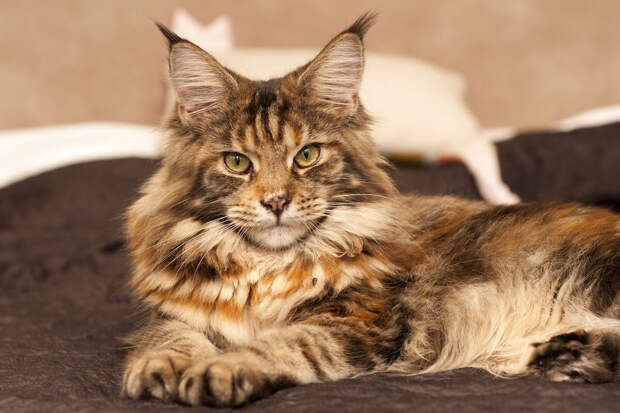 Ветврач Давыдов: абиссинским и ориентальным кошкам нужно очень много внимания