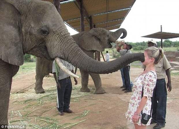 15. Слон удовлетворяет свое любопытство с помощью хобота и лица этой несчастной туристки животные, неожиданности, человек и животное