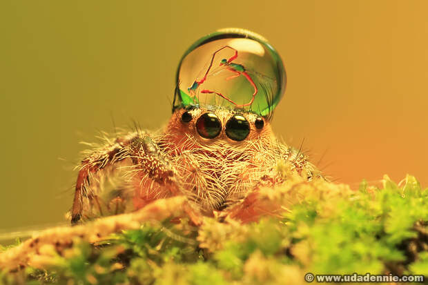 Фотография Spider, dew and damself reflection автор Uda Dennie на 500px