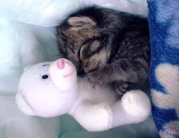 Учимся нежности у кошек (25 фото) Учимся нежности у кошек (25 фото)