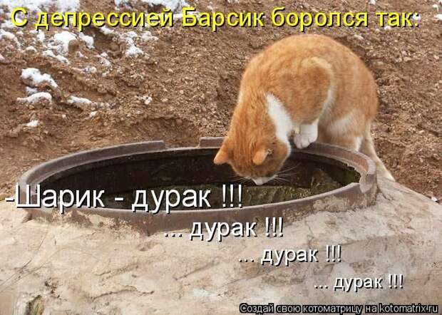 Лучшие котоматрицы недели