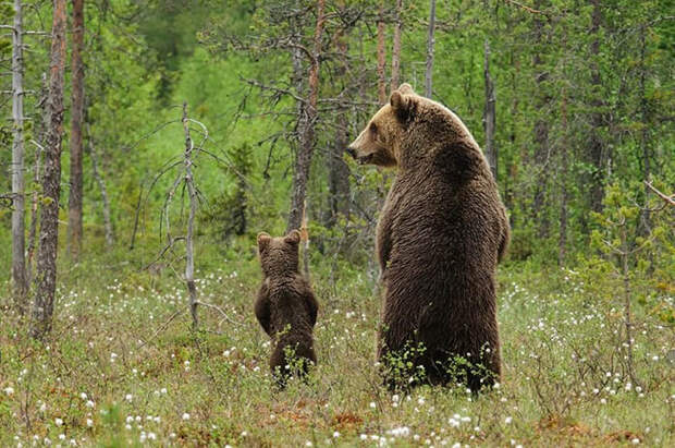 Медведицы и их детёныши. Невероятно милые фотографии