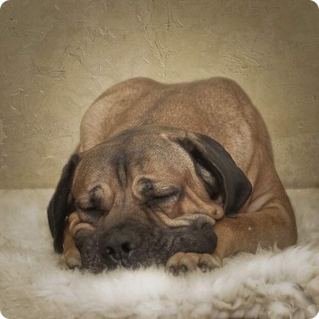 Кане корсо