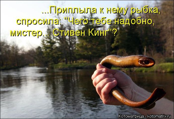 Лучшие котоматрицы недели (50 фото)