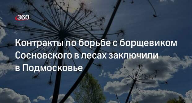 Контракты по борьбе с борщевиком Сосновского в лесах заключили в Подмосковье