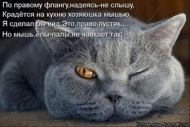 Котоматрицы (картинки с надписями)
