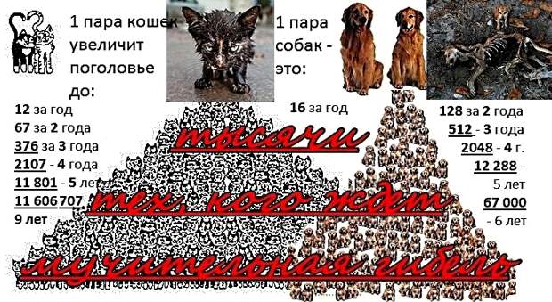 зоозащитный миф