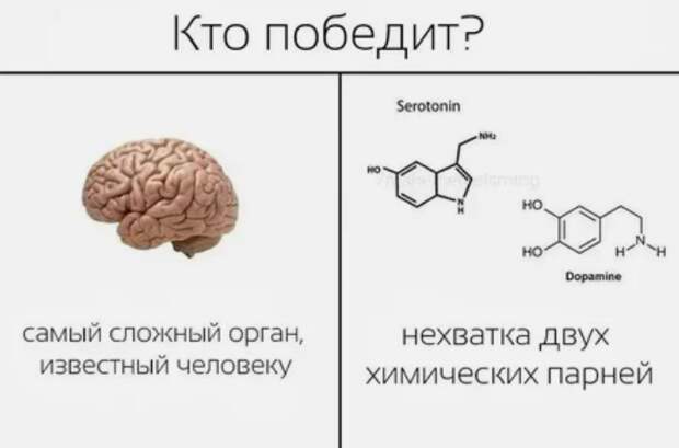 Для отличной работы мозга нужна пара - серотонин и дофамин