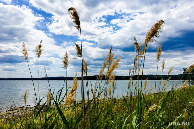 Под Курганом массово погибла рыба. Она появилась там незаконно