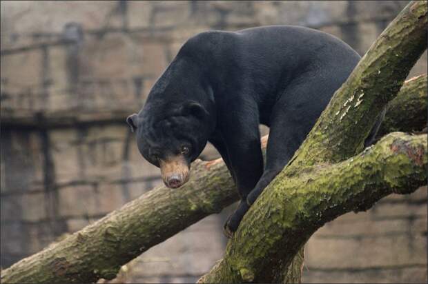 Малайский медведь медведь, Малайский