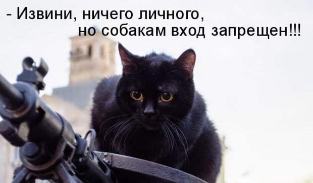 Лучшие котоматрицы недели