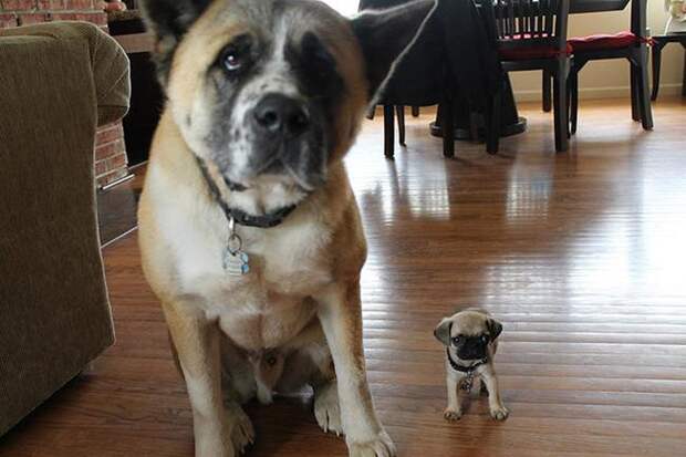 TiniestPuppies02 Мимимишность дня — 30 фото щенков, которые сделают ваш день счастливей
