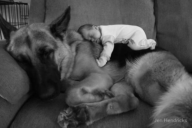 dogs-and-babies-1