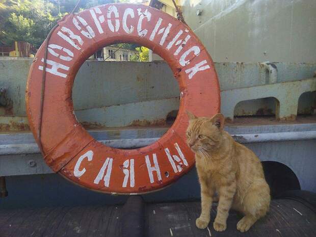 Год назад рыжий котяра прибился к военно-спасательному судну «Саяны» в Севастополе. Фото: Анна САДОВНИКОВА