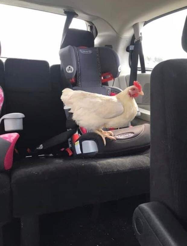 курица в машине