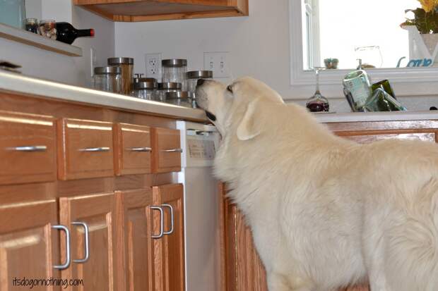 Great Pyrenees