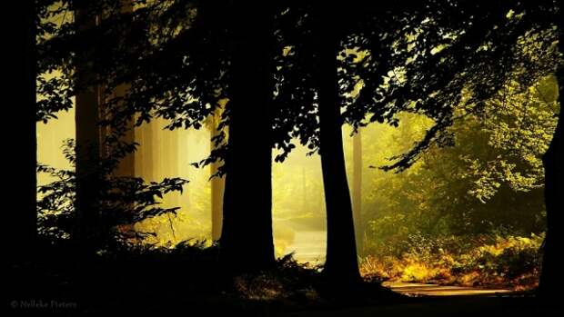 Осенние фотопейзажи Неллеке Питерс (Nelleke Pieters)