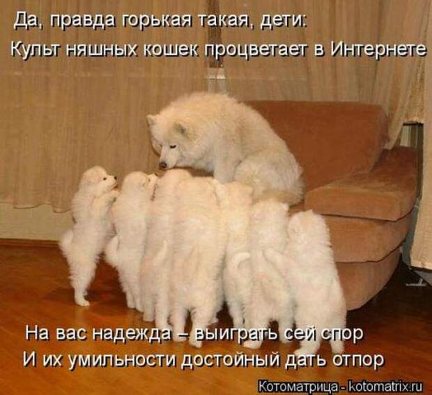 Котоматрицы(картинки с надписями)
