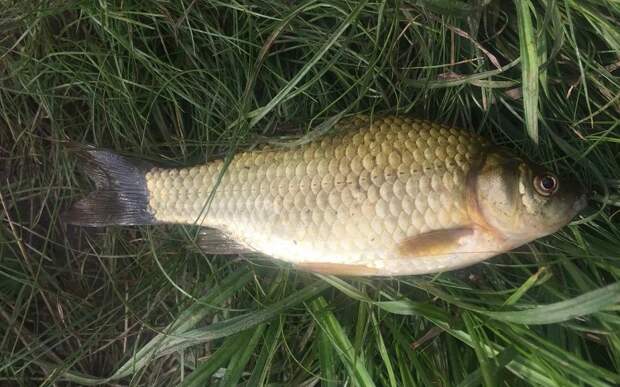 В Рязани на ярмарках выходного дня купили 2 центнера меда и тонну живой рыбы