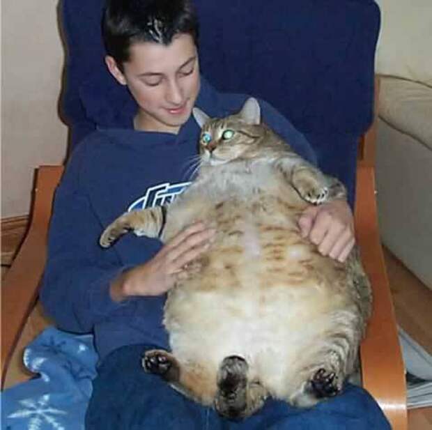 https://zwingliusredivivus.files.wordpress.com/2014/03/fat-cat.jpg?w=480