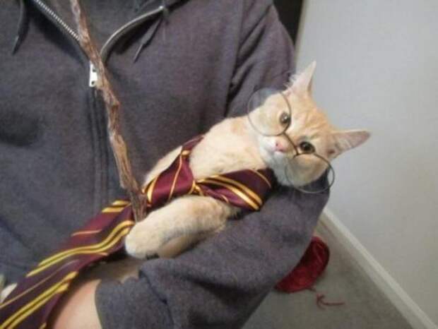 Котики