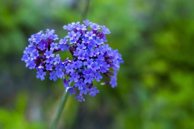 Синий цветок Вербены