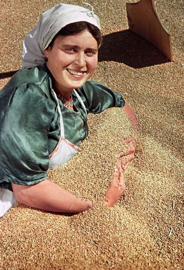 Богатый урожай пшеницы собран в этом году в колхозе имени Сталина Ново-Александровского района Ставропольского края. 1951 год СССР, фото, это интересно