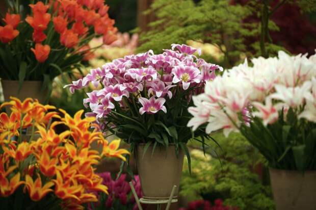 Выставка цветов «Chelsea Flower Show 2014»