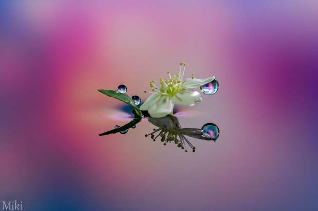 Фотография Dress up flower автор Miki Asai на 500px