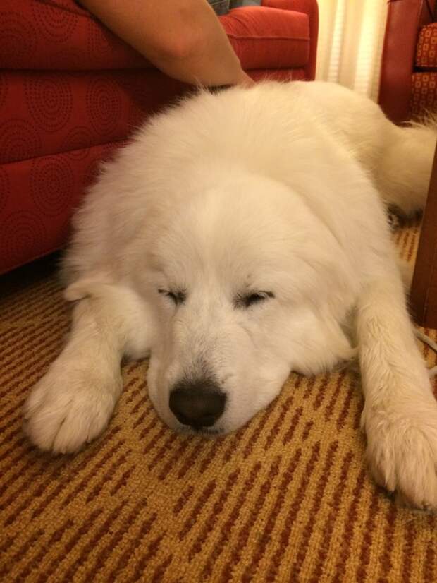 Great Pyrenees