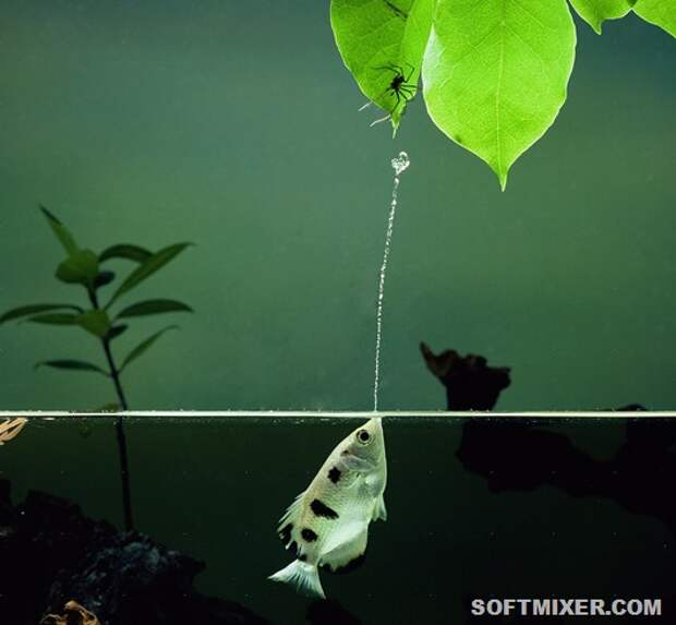 Archer Fish (Toxotes chatareus) jetting water at a spider