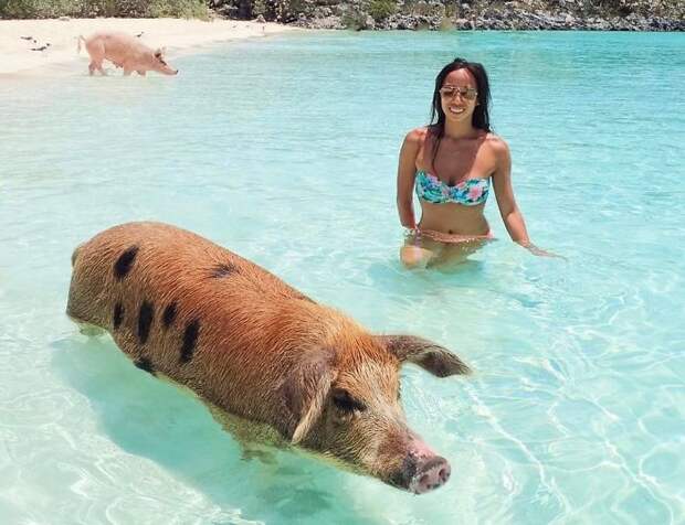 Туристы на Багамах отравили местных плавающих свиней алкоголем багамы, гибель животных, плавающие свиньи, туристы