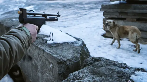 Глава администрации Читы выступил за изменение закона об отлове безнадзорных животных