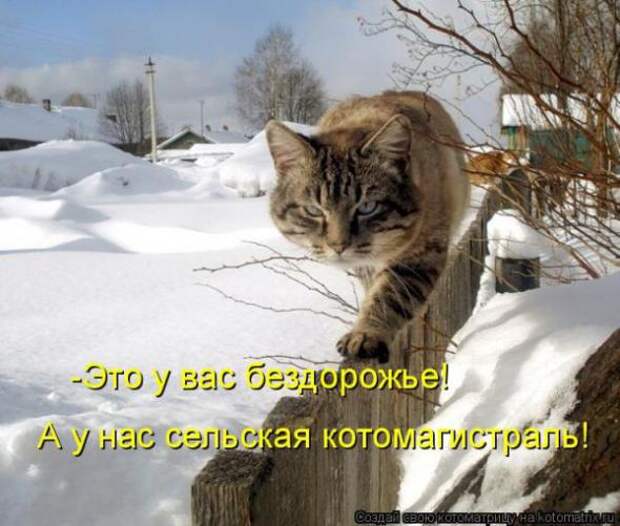 Котоматрицы(картинки с надписями)