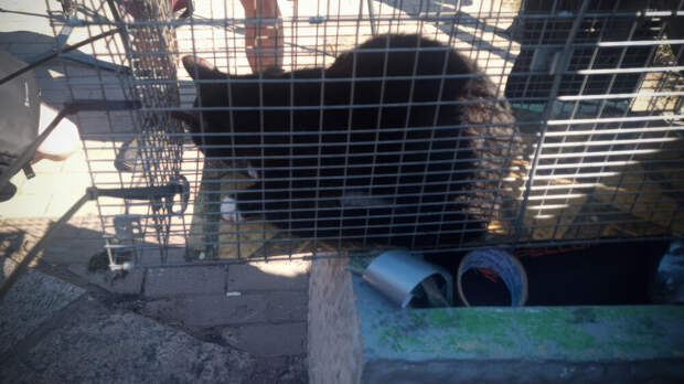 Отряд "Кошкиспас" сообщил о спасении кота Маркиза-Орфея из набережной Фонтанки