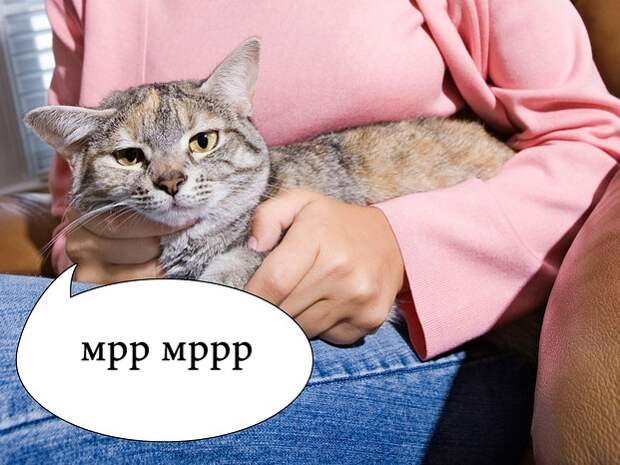 О чем на самом деле думают коты